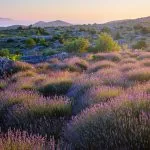 Lavender fields of hvar island