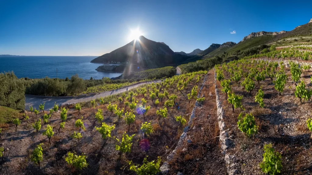 Vignobles de Peljesac